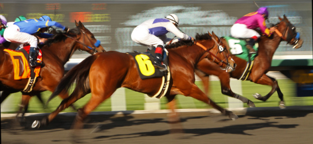 Preakness horse race